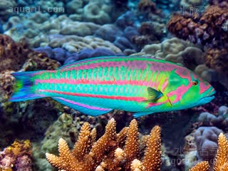 紫锦龙 Thalassoma purpureum 紫锦鱼 雄鱼 体型明显大于雌性，颜色更艳丽