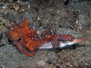 霞红章鱼 Callistoctopus luteus 黄丽蛸[暂]  捕食了条纹鰕鱼/Aeoliscus strigatus