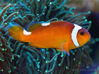 Amphiprion thiellei 希氏双锯鱼