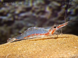 国产红鼻虾 Caridina gracilipes 细足米虾 亚成 