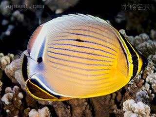 弓月蝴蝶鱼 - 太平洋冬瓜蝶 Chaetodon lunulatus