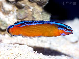 Pseudochromis aldabraensis 阿岛拟雀鲷