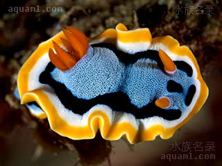 蓝丝海牛 Chromodoris annae 安娜多彩海牛[暂]  背面 - 蜷曲状