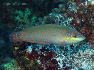 黑耳龙 Halichoeres melasmapomus 盖斑海猪鱼 雄鱼 整体呈红棕色，带点绿色，尾鳍上无黑点