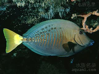 黄尾将军吊 Prionurus chrysurus 印尼多板盾尾鱼 成鱼 
