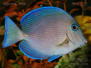 紫蓝吊 Acanthurus coeruleus 蓝刺尾鱼 亚成(2) 鱼身体黄色消失，比例变得狭长，背鳍以及臀鳍逐渐变矮