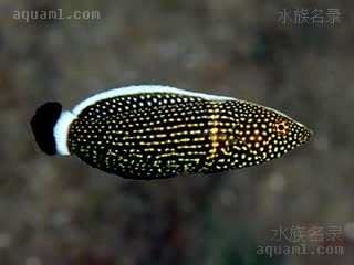 白尾珍珠龙 Anampses lineatus 线纹阿南鱼 亚成 