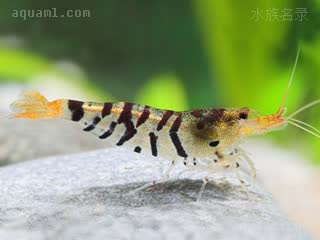 Caridina mariae 玛丽米虾