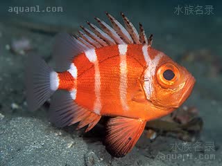 Priacanthiformes Pristigenys niphonia