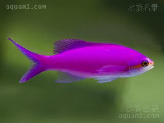 Pseudanthias pascalus 紫红拟花鮨