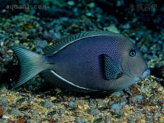  Ctenochaetus marginatus 缘栉齿刺尾鱼 成鱼 身体深色带有蓝色斑点
