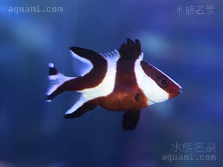 川纹鲷 Lutjanus sebae 千年笛鲷 幼鱼(1) 