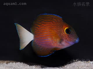 大溪地金眼吊 Ctenochaetus flavicauda 黄尾栉齿刺尾鱼 幼鱼 全身呈暗红色并带有红褐色条纹，尾鳍呈白色