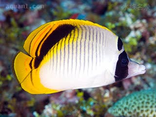 颈斑单印蝶 Chaetodon oxycephalus 尖头蝴蝶鱼 幼鱼 