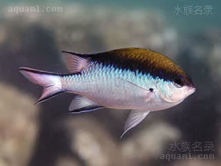 大堡礁魔 Chromis nitida 闪烁光鳃鱼 成鱼 