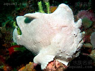 Antennarius commerson Antennarius commerson var.white  (白巨人五脚虎)