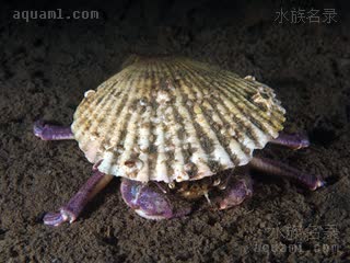  Dorippidae 关公蟹科  背着贝壳