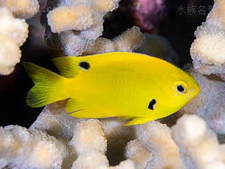 黑点黄雀 Pomacentrus sulfureus 奇雀鲷 幼鱼(2) 