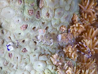 Ancylomenes Ancylomenes venustus