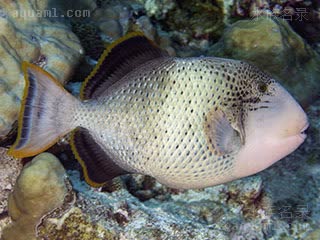 菠萝炮弹 Pseudobalistes flavimarginatus 黄缘副鳞鲀 成鱼 