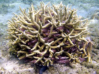  Acropora muricata 美丽鹿角珊瑚  众多鱼类藏匿于其中