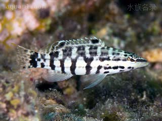 虎纹鮨 - 加州鳄 Serranus tigrinus