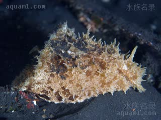 Aplysiidae Dolabella auricularia