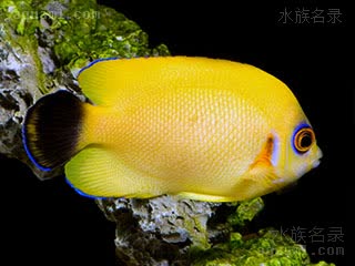 黑尾新娘 Centropyge vrolikii 福氏刺尻鱼  与C. flavissima/黄刺尻鱼的杂交个体，眼部蓝色尾部黑色