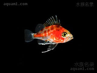 夏威夷深水宝石 Odontanthias fuscipinnis 棕鳍牙花鮨 幼鱼 