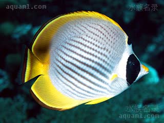 Chaetodon adiergastos 项斑蝴蝶鱼