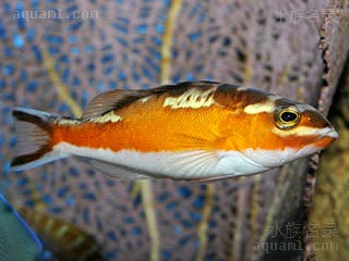 烟草狐 Serranus tabacarius 金鮨 成鱼 