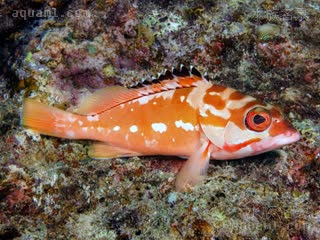 Epinephelus Epinephelus fasciatus