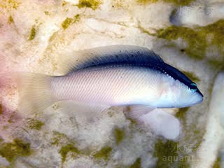 壮拟雀鲷 - 贼寇草莓 Pseudochromis perspicillatus