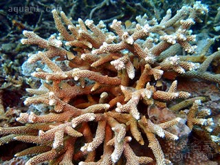 Acroporidae Acropora muricata