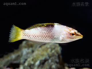 黄花龙 Halichoeres hortulanus 格纹海猪鱼 幼鱼(3) 