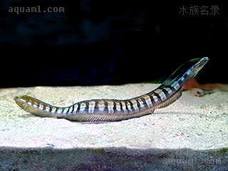  Xiphasia setifer 带鳚  水族箱内状态