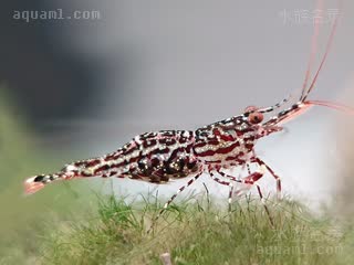 Caridina poso 波索米虾