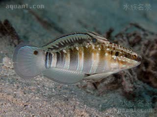Amblygobius phalaena 尾斑钝鰕虎