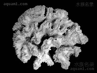  Plerogyra sinuosa 泡囊珊瑚  标本-大型