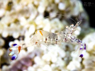 霍氏仙女虾 Ancylomenes holthuisi 霍氏曲腰虾[暂]  游动状态