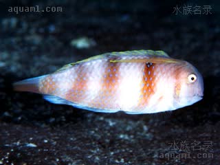 Iniistius Iniistius dea