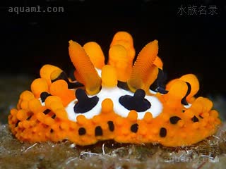  Phyllidia ocellata 媚眼叶海牛[暂]  正视图