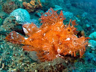 Rhinopias frondosa Rhinopias frondosa var.orange  (橙龙王鲉)