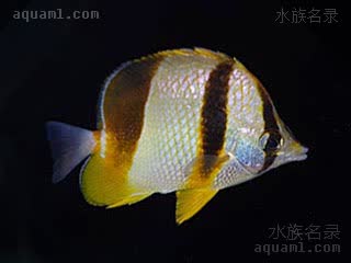 强壮蝴蝶鱼 - 加纳蝶(幼体) Chaetodon robustus(J)