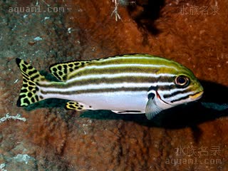 Plectorhinchus Plectorhinchus lessonii