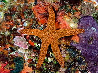 蛇纹海星 Fromia indica 印度单鳃海星[暂]  偏橙个体