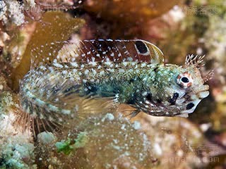 Chaenopsidae Acanthemblemaria aspera