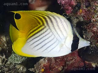 Chaetodon auriga 丝蝴蝶鱼