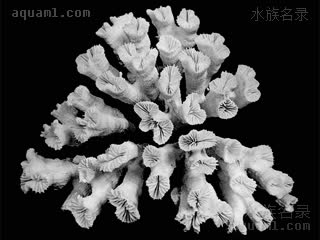  Euphyllia glabrescens 滑真叶珊瑚  骨骼标本