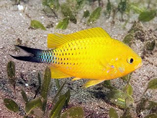 青魔 Chromis viridis 蓝绿光鳃鱼  雄鱼繁殖期的另一种体色